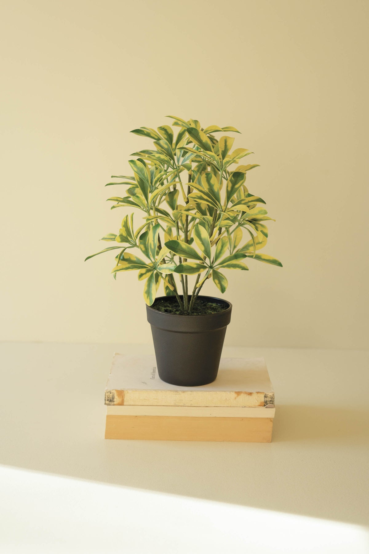 Artificial Schefflera in Black Plastic Pot - 15"