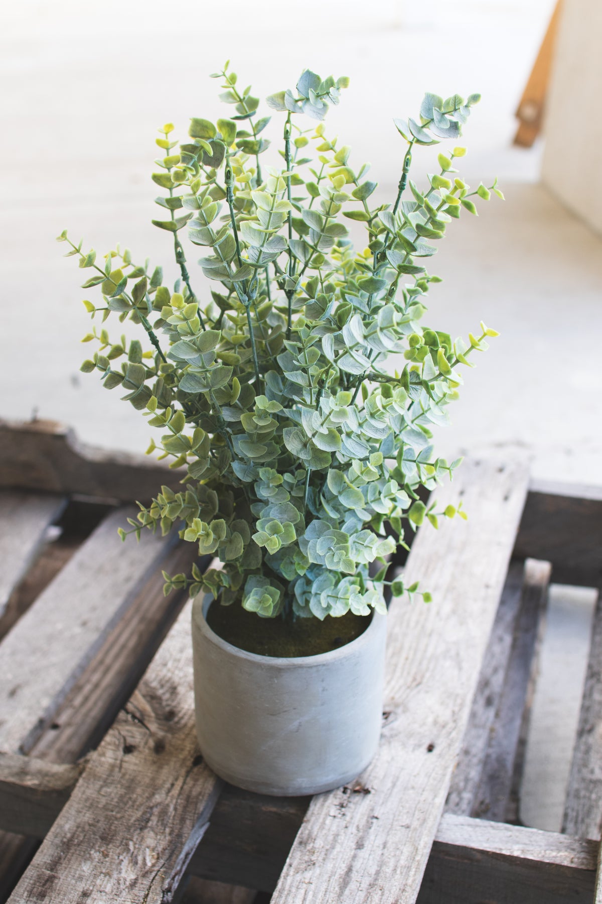 Artificial Boxwood in a Cement Pot