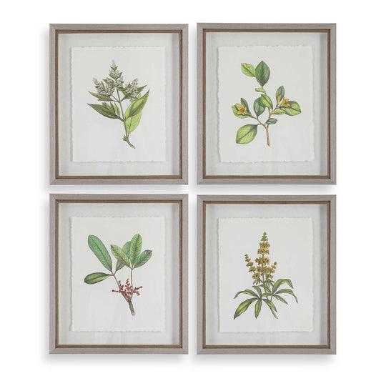 Wildflower Study Framed Prints Set/4