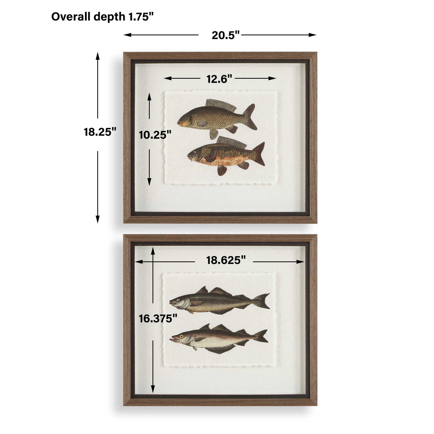 The Catch Framed Fish Prints Set/2