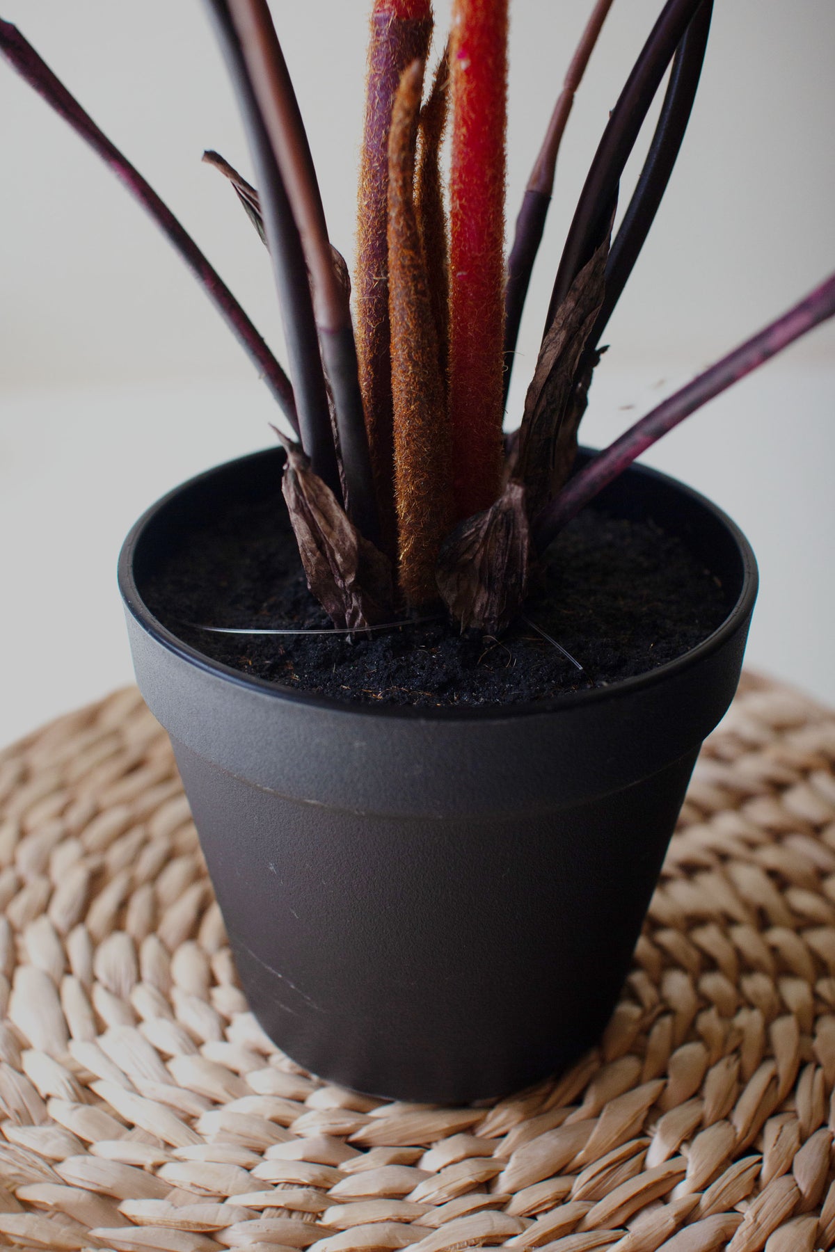 Artificial Yellow Fern in a Black Pot