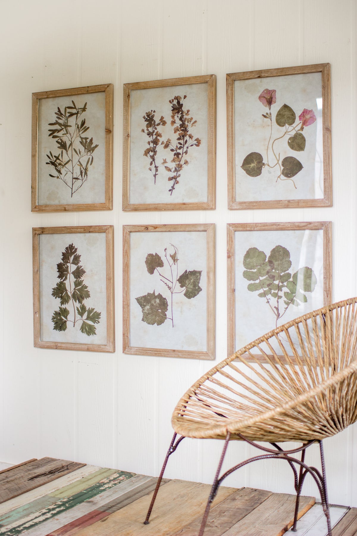 Set of Six Leaf Prints Under Glass