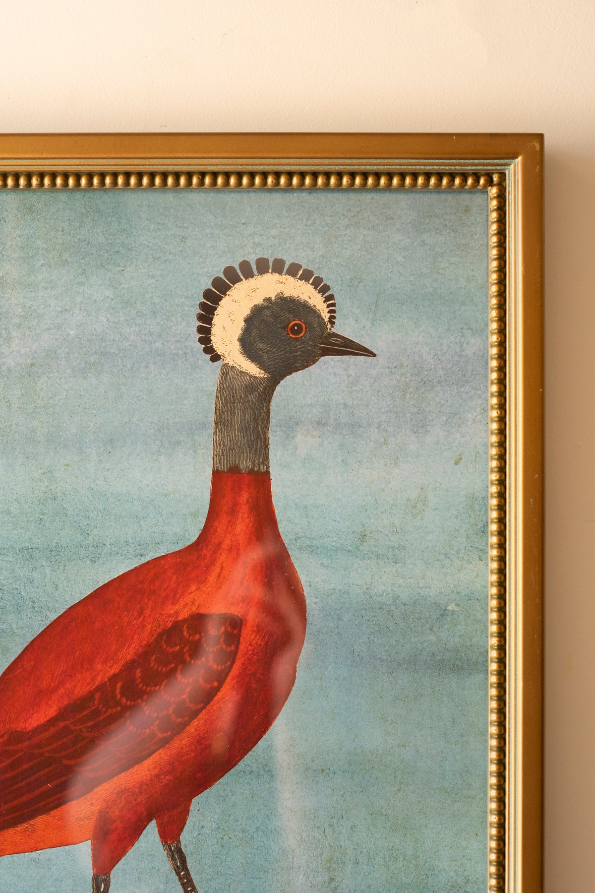 Set of Four Framed Birds and Animal Prints Under Glass