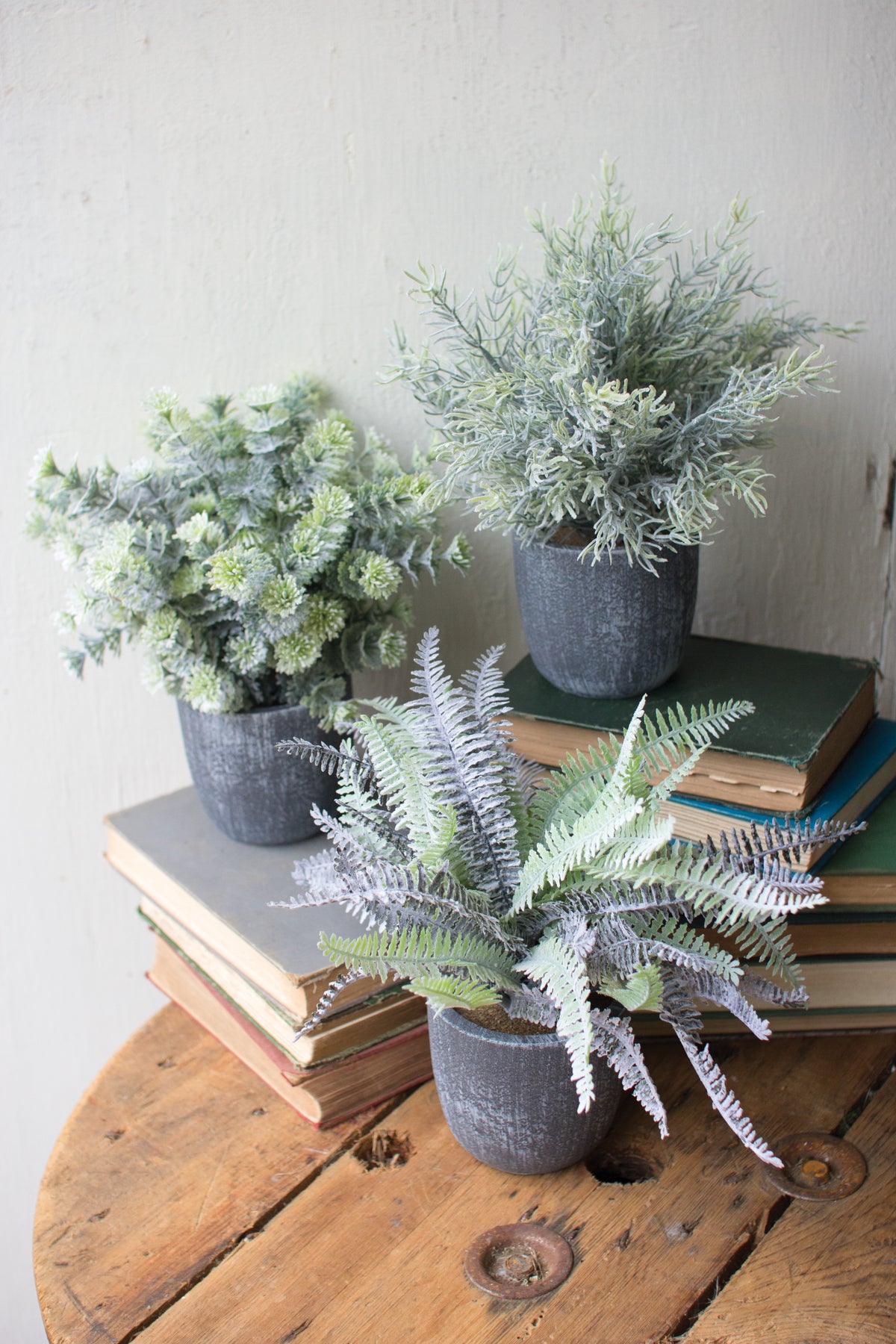 Set of Three Ferns with Round Grey Pots