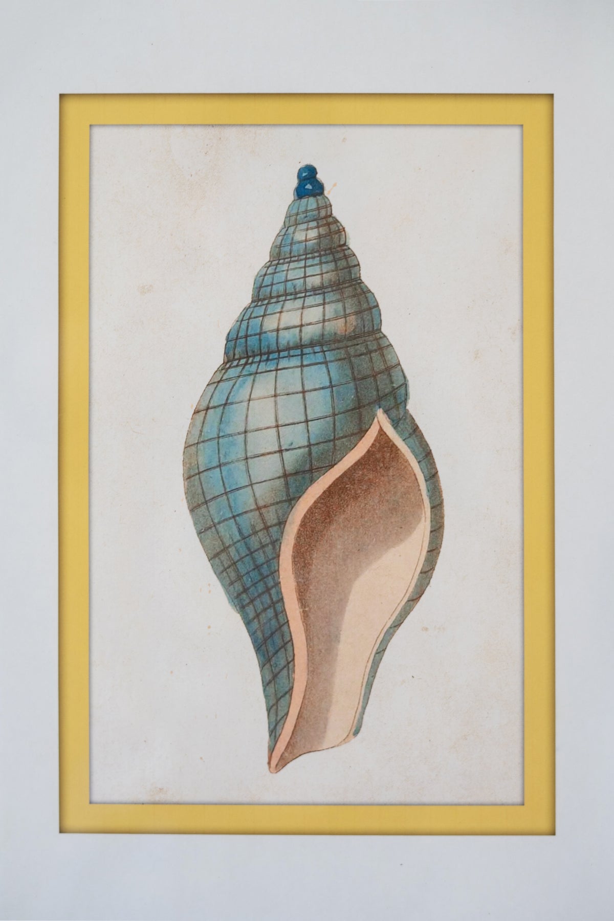 Set of Four Framed Shell Prints Under Glass