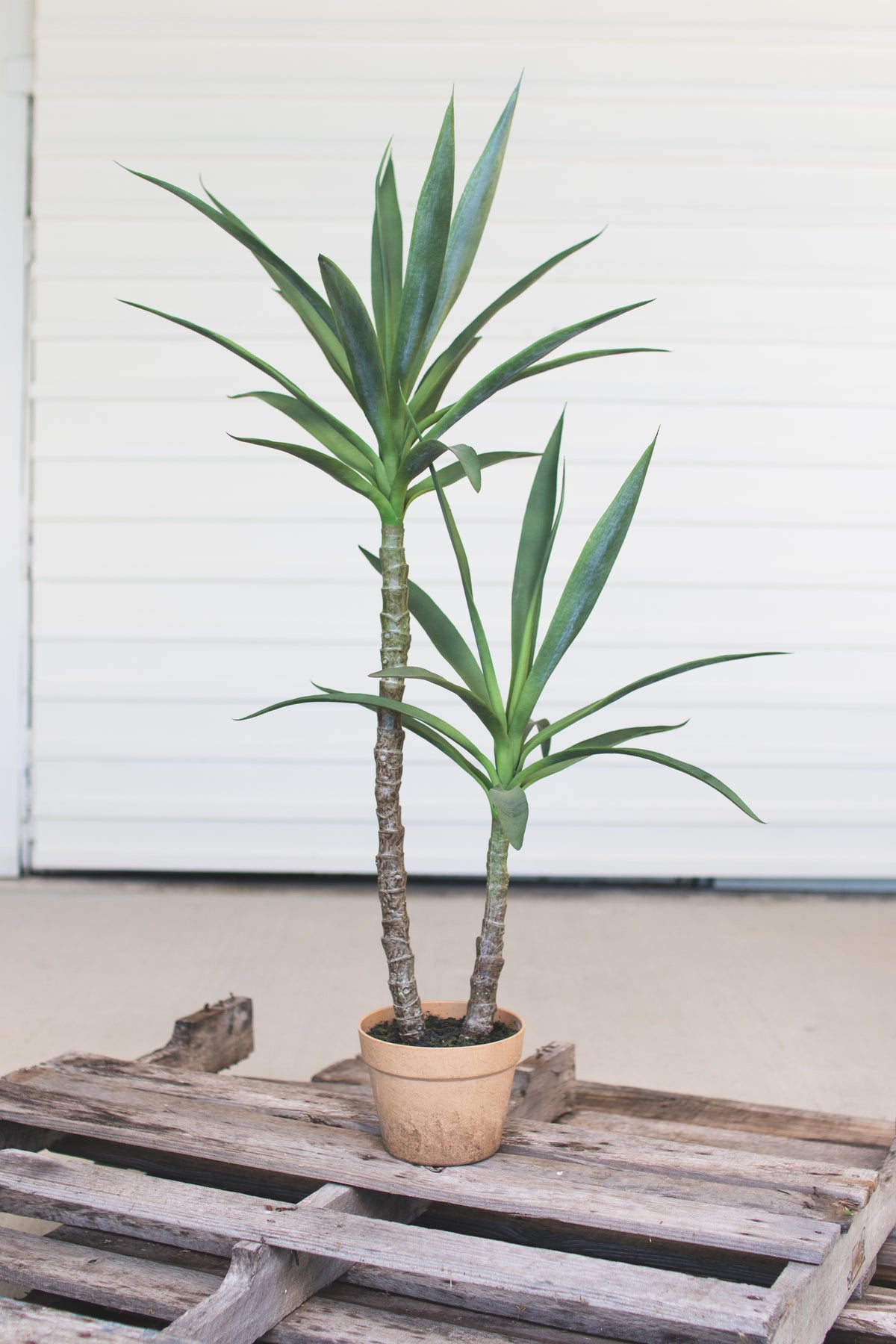 Artificial Heneken Plant with Faux Terracotta Pot