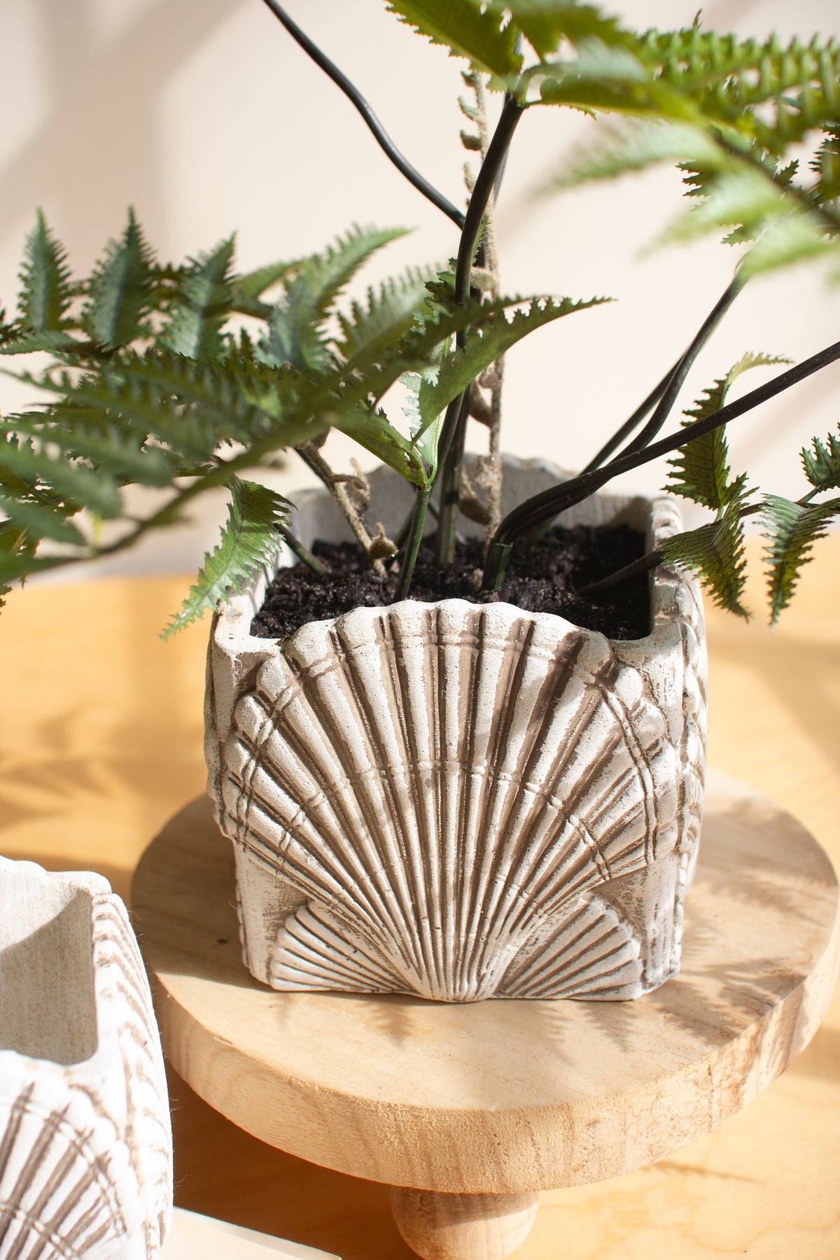Set of Two Cement Shell Planters #1