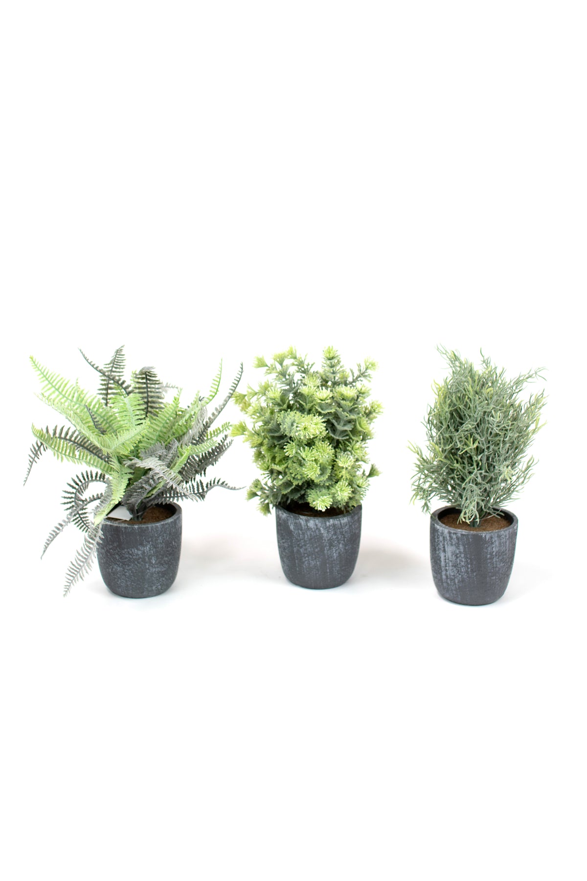 Set of Three Ferns with Round Grey Pots