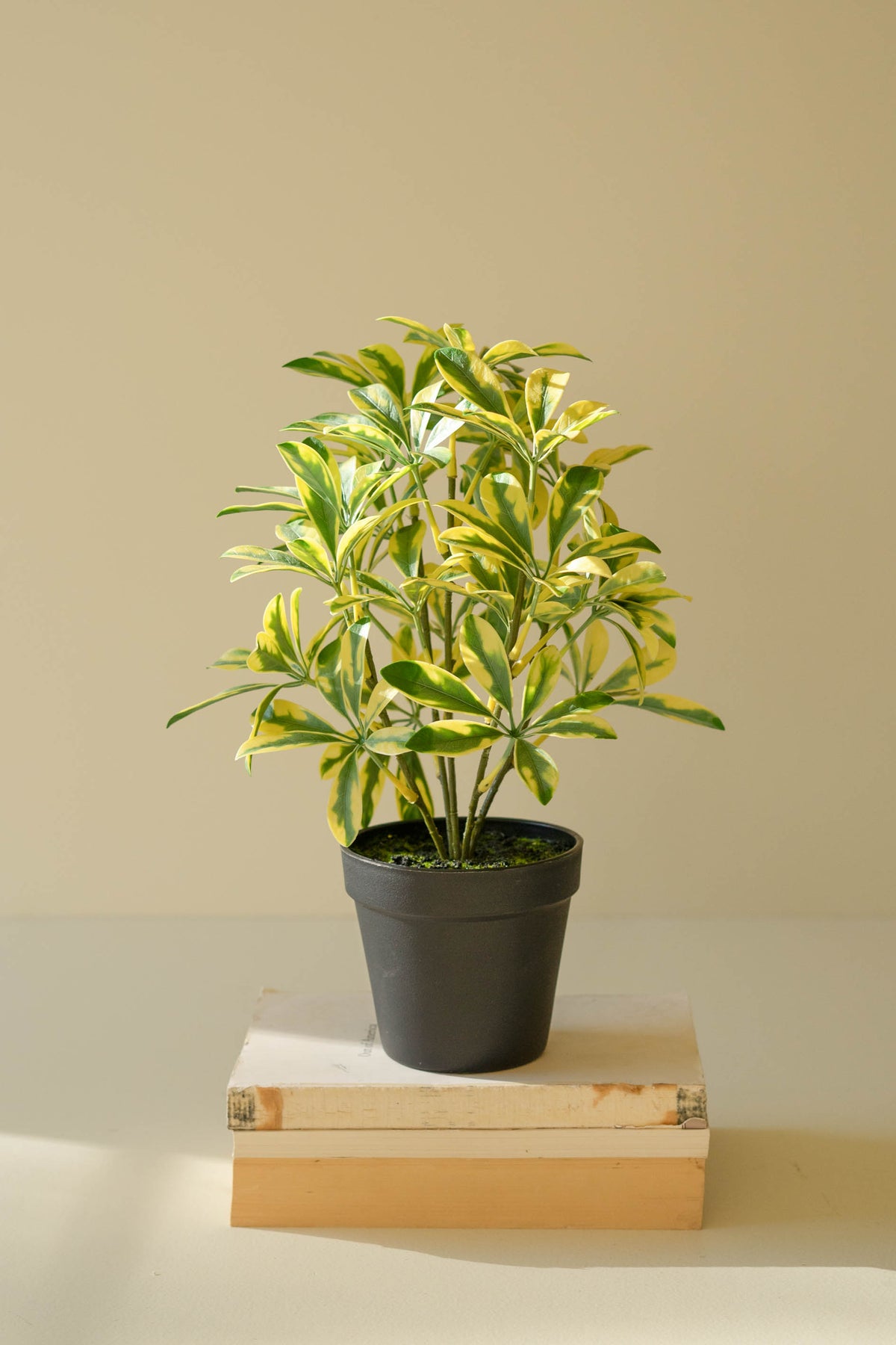 Artificial Schefflera in Black Plastic Pot - 15"