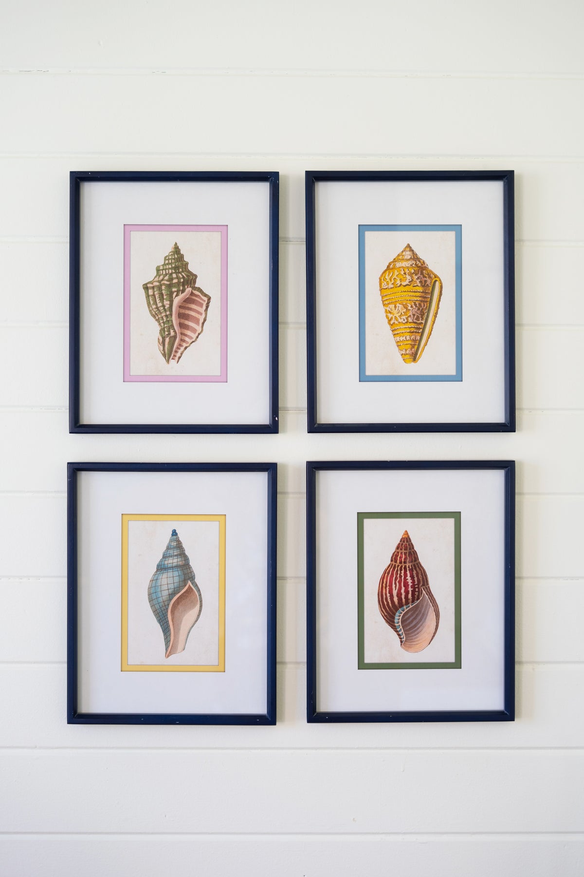 Set of Four Framed Shell Prints Under Glass