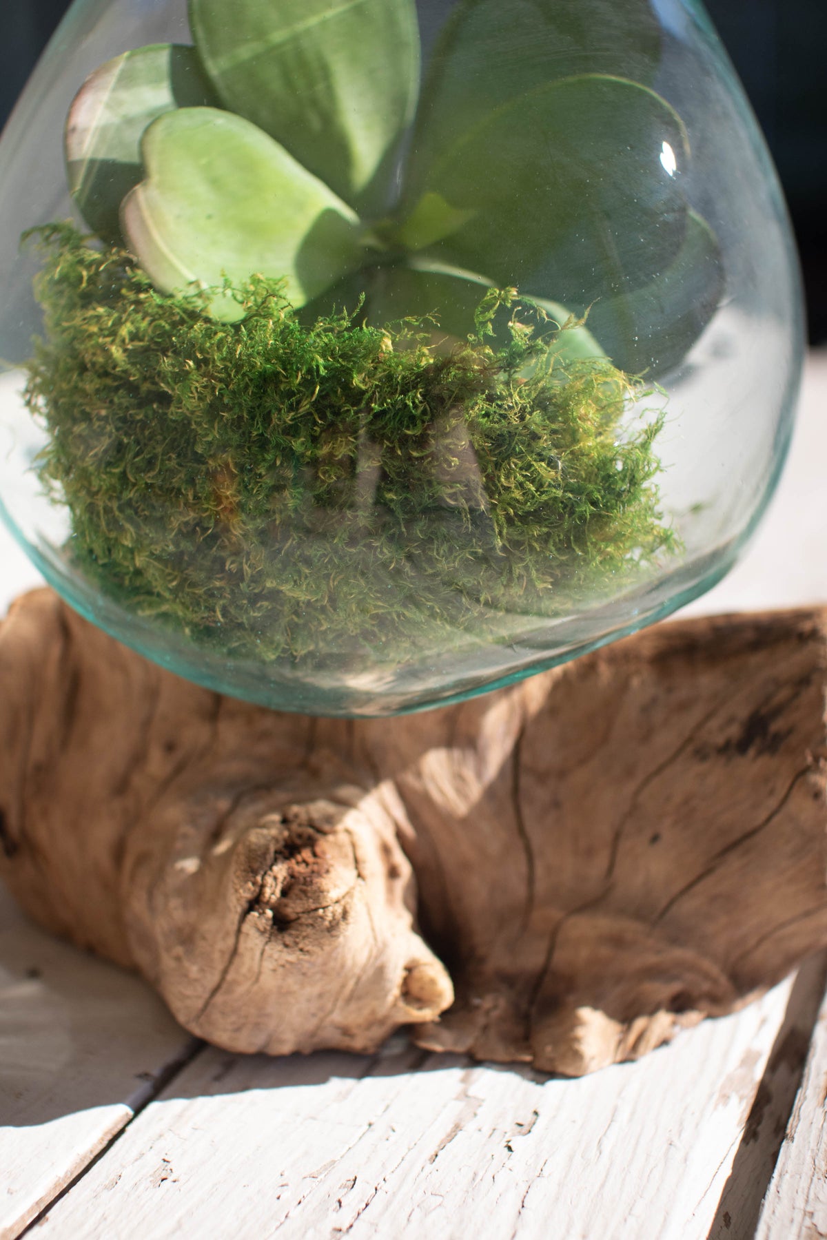 Blown Glass Bowl on Driftwood Base