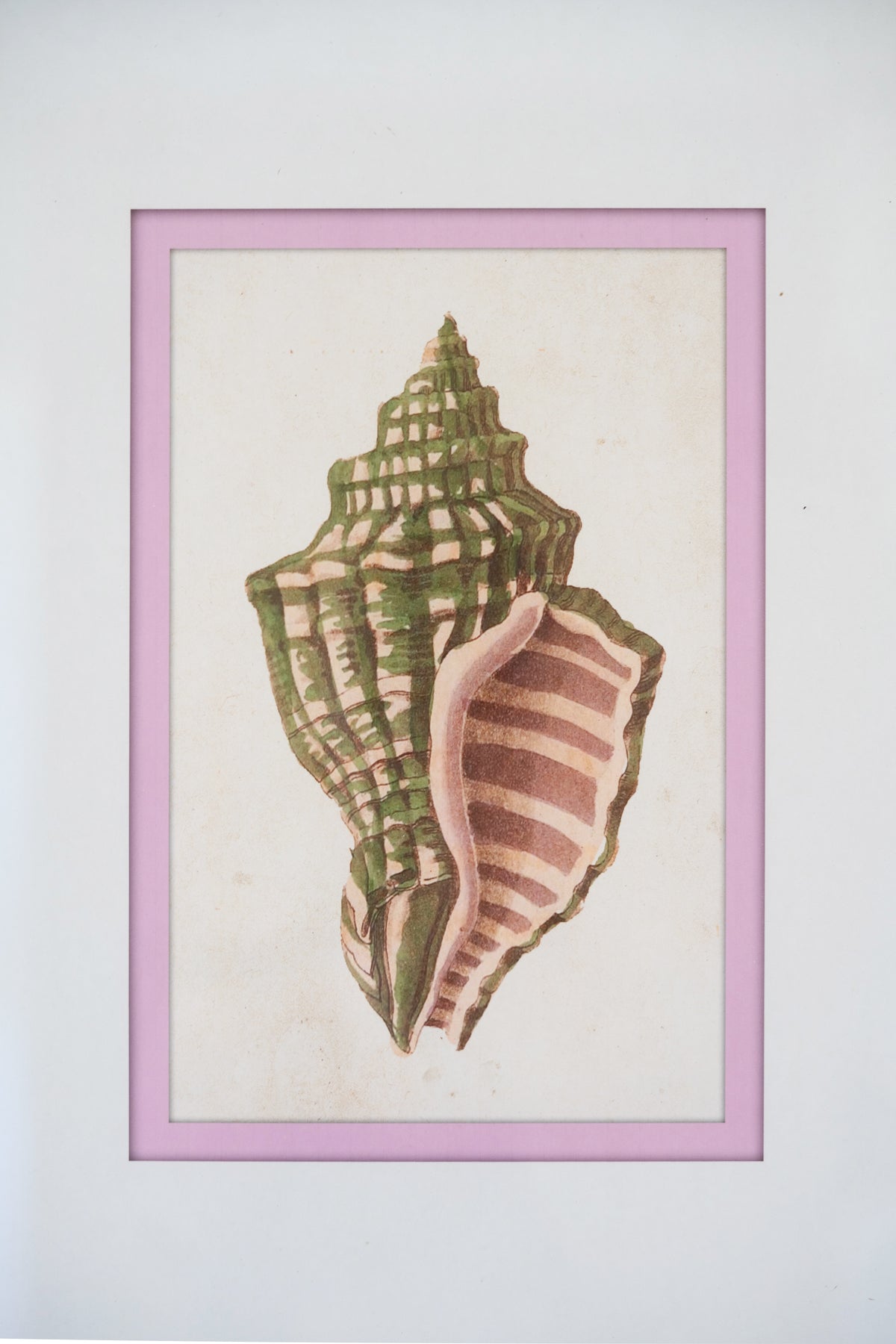 Set of Four Framed Shell Prints Under Glass