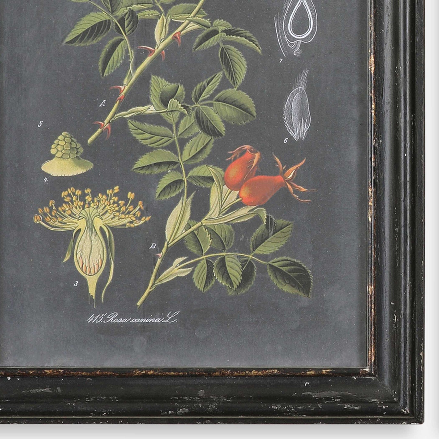 Midnight Botanicals Wall Art Set/2