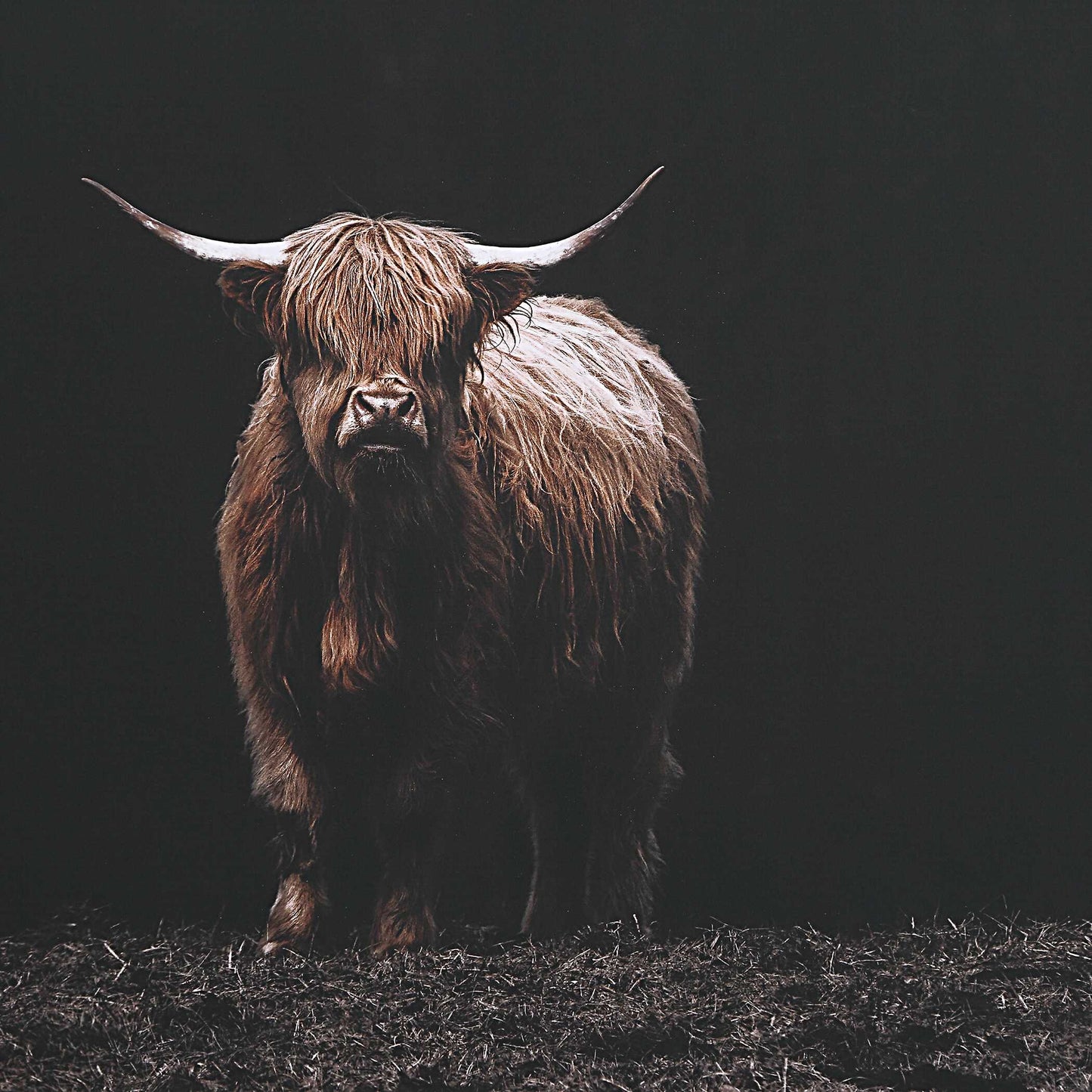 King Of The Hill Framed Bovine Print