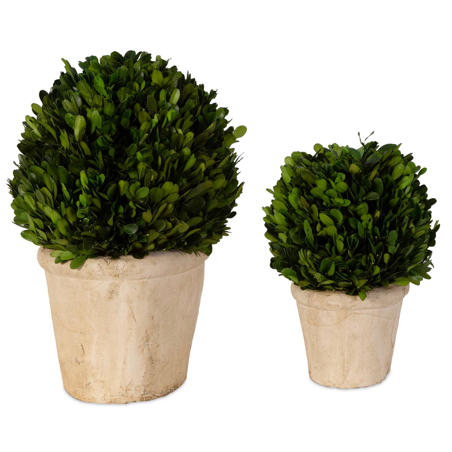 Oval Domes Preserved Boxwood Set/2