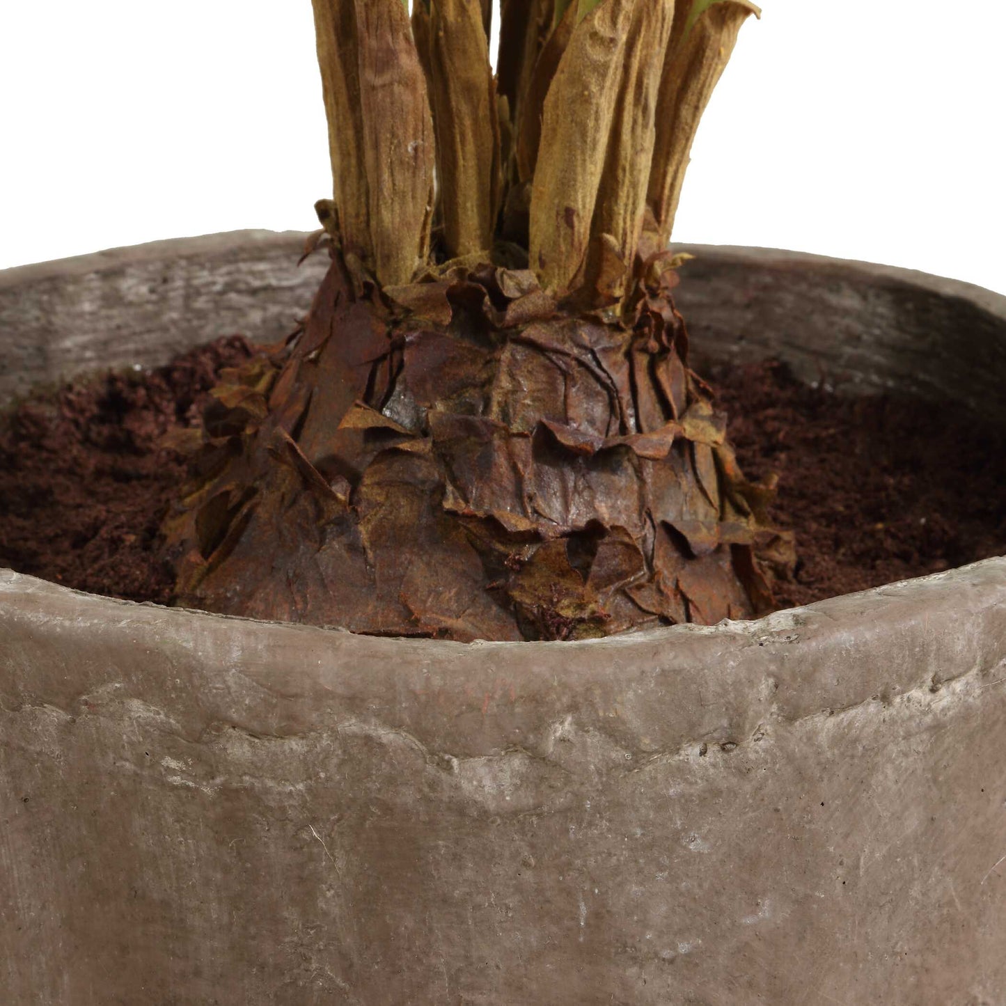 Zamia Palm Accent In Planter