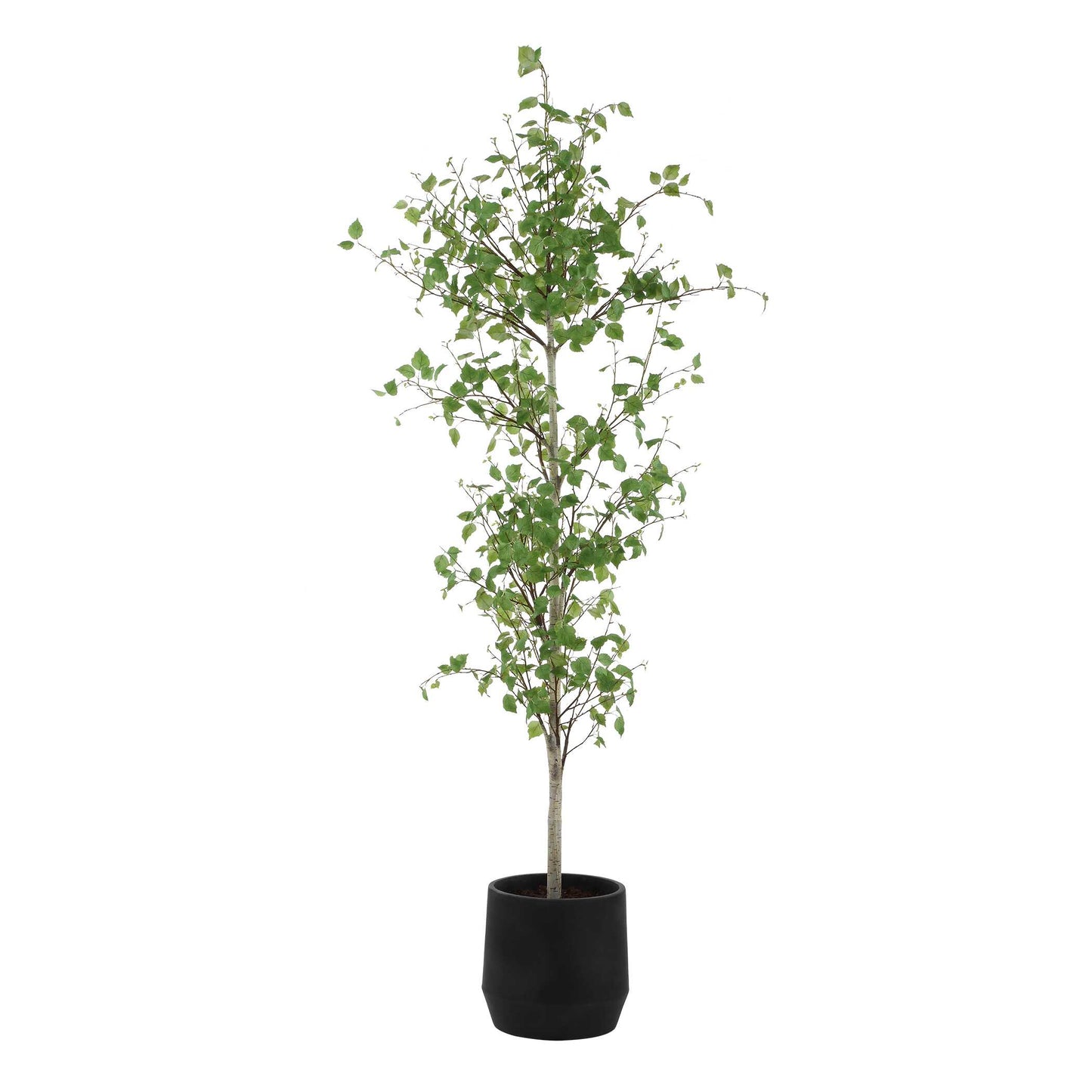 Boreal Potted Birch Tree
