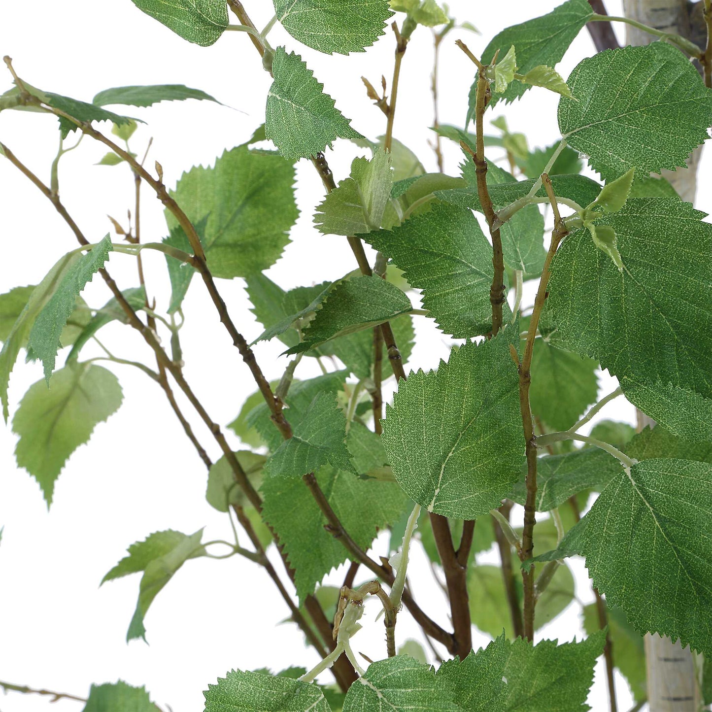 Boreal Potted Birch Tree