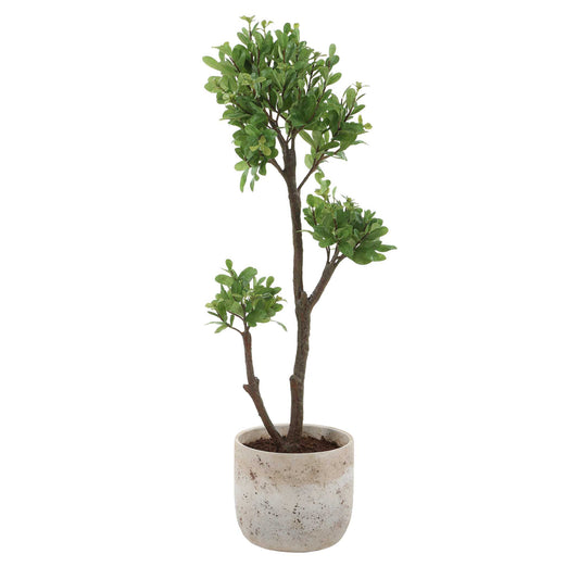 Arbor Strawberry Tree