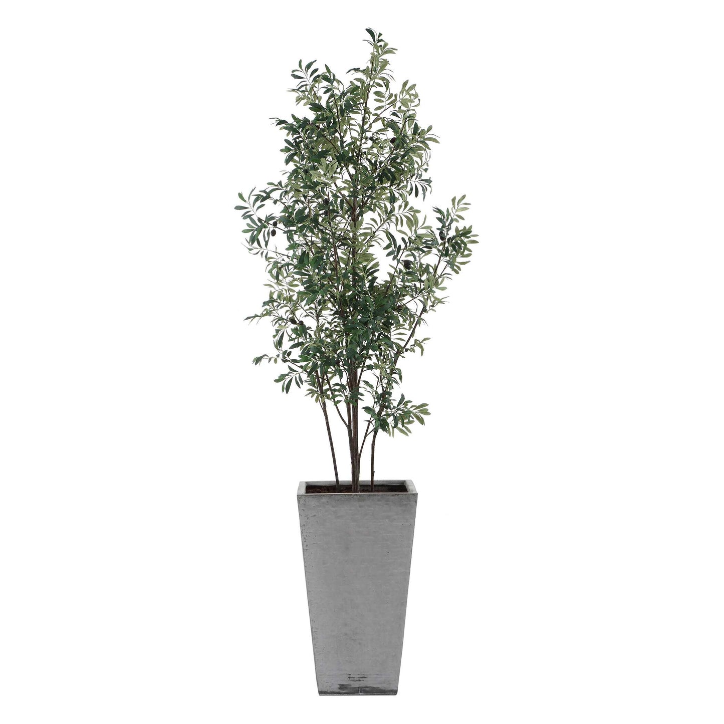 Sonora Olive Tree In Planter