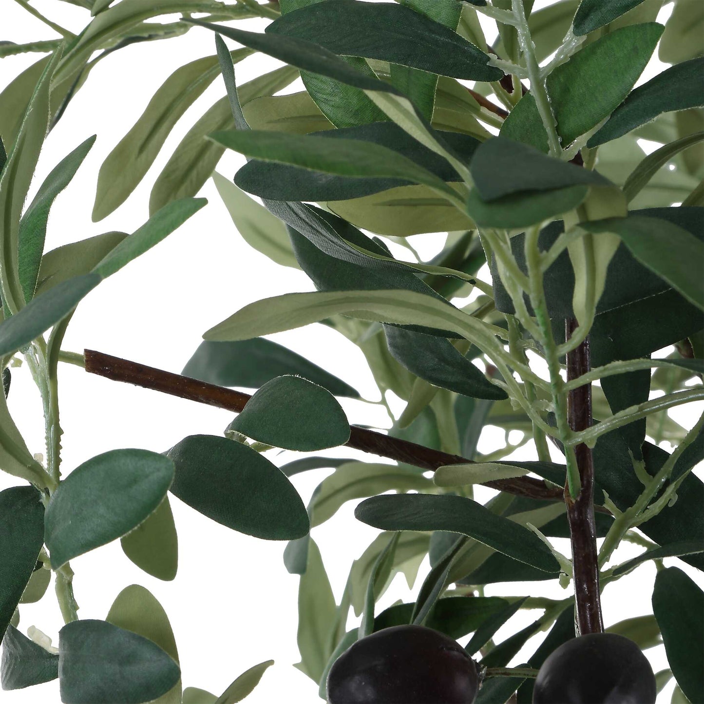 Sonora Olive Tree In Planter
