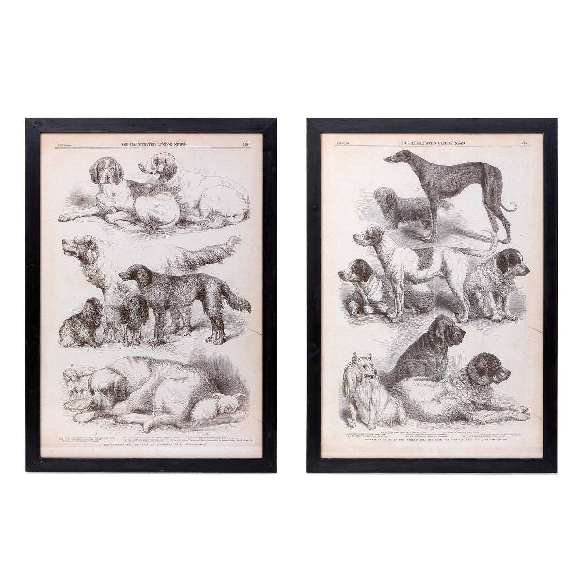 Canine Species Sepia Prints - Set of 2