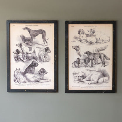 Canine Species Sepia Prints - Set of 2