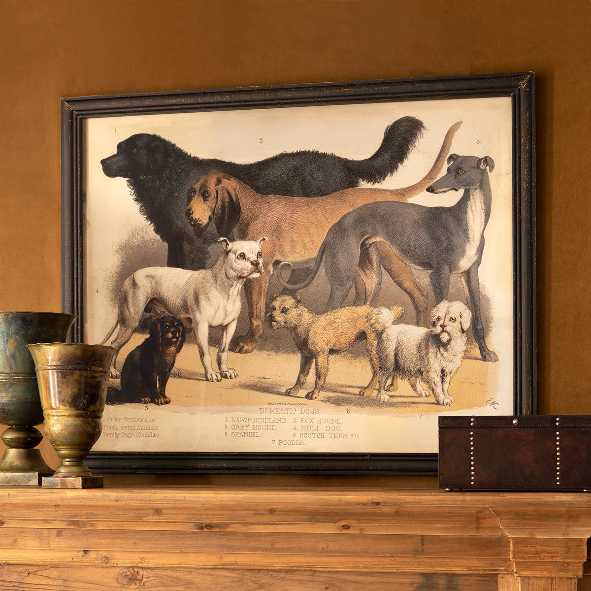 Domestic Dogs Framed Print