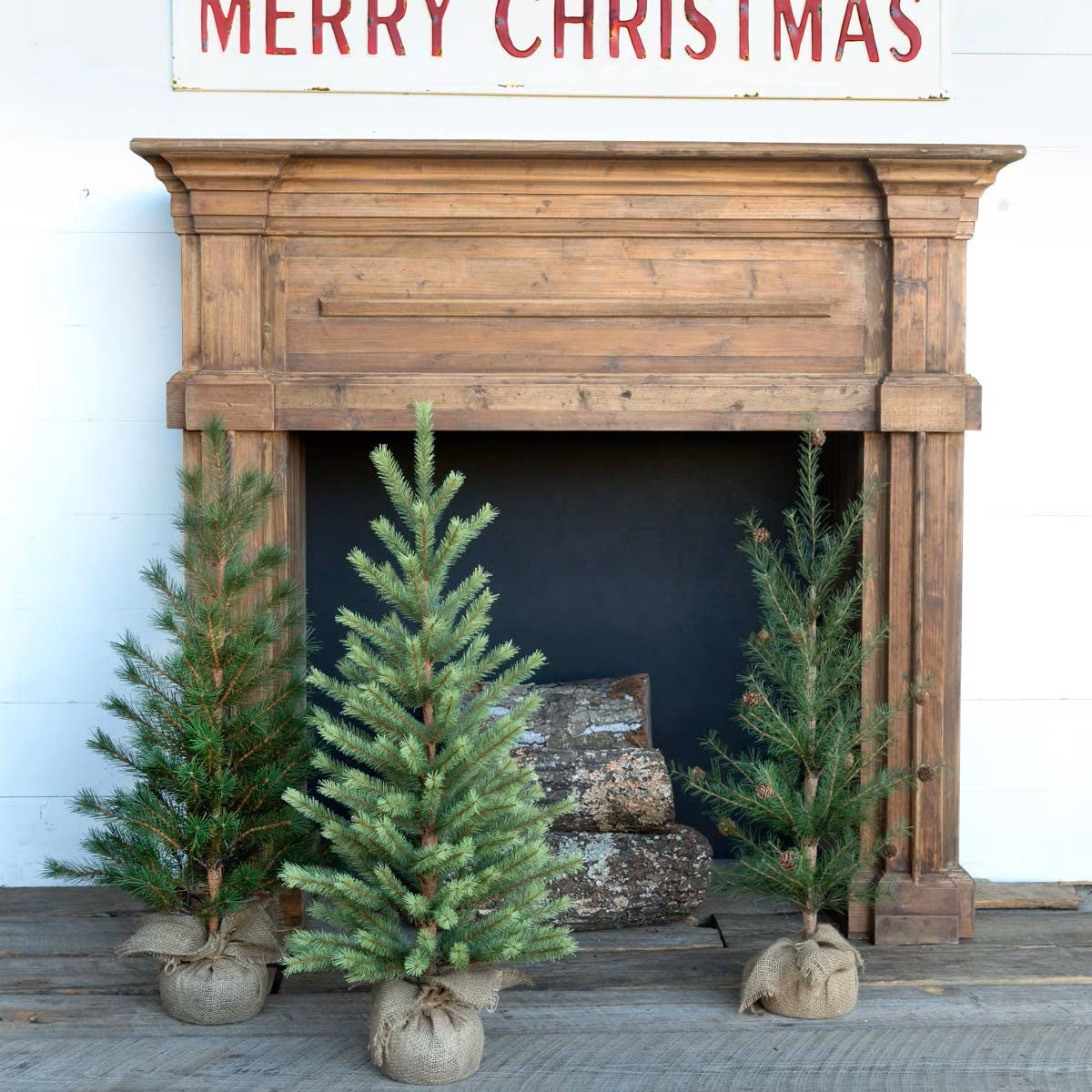 Second-Year Seedling Christmas Trees