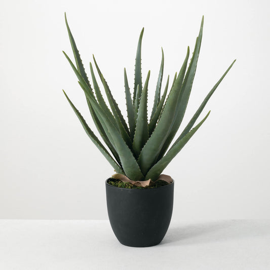 Potted Aloe Plant