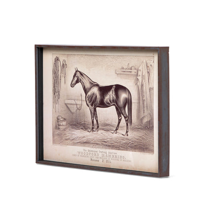 Prized Race Horse Framed Prints - Set of 6