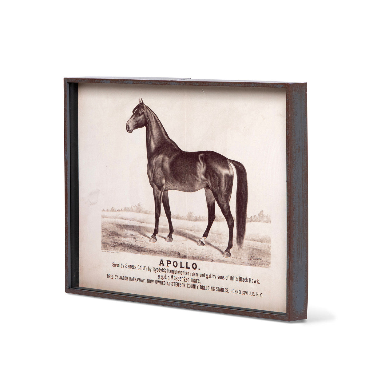 Prized Race Horse Framed Prints - Set of 6