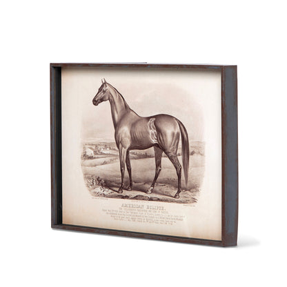 Prized Race Horse Framed Prints - Set of 6