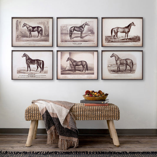 Prized Race Horse Framed Prints - Set of 6