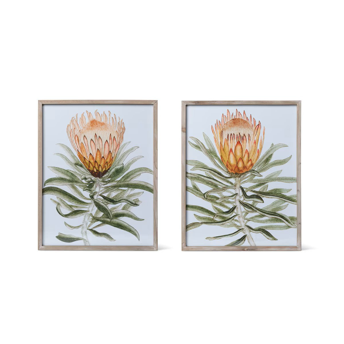 Protea Watercolor Prints - Set of 2