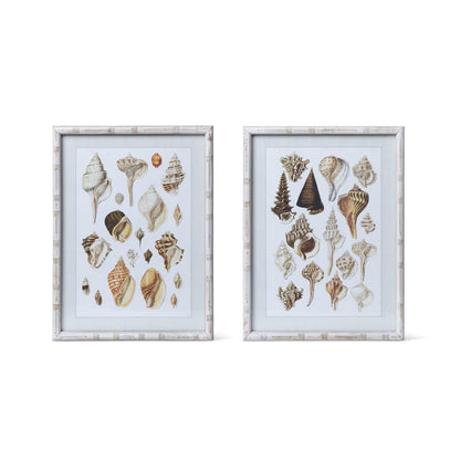 Seashell Collection Prints - Set of 2
