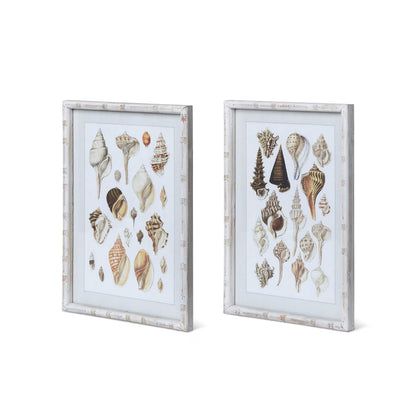 Seashell Collection Prints - Set of 2