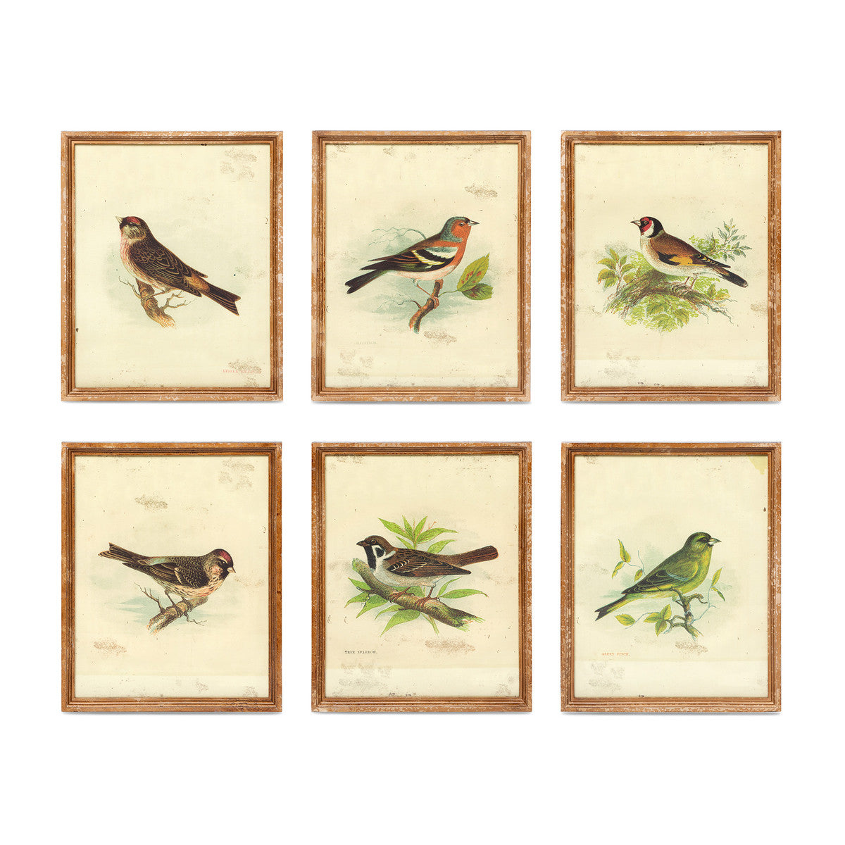 Vintage Bird Framed Prints - Set of 6