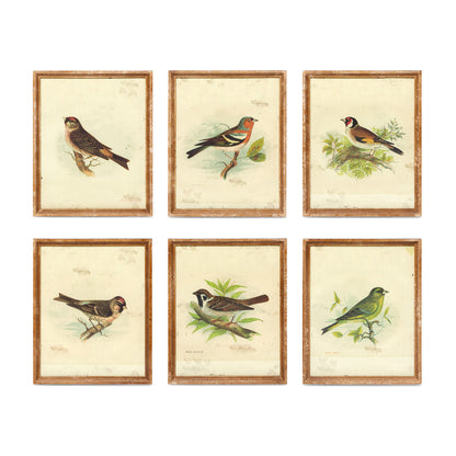 Vintage Bird Framed Prints - Set of 6