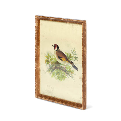 Vintage Bird Framed Prints - Set of 6