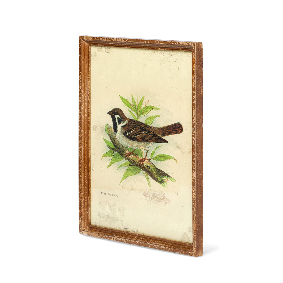 Vintage Bird Framed Prints - Set of 6