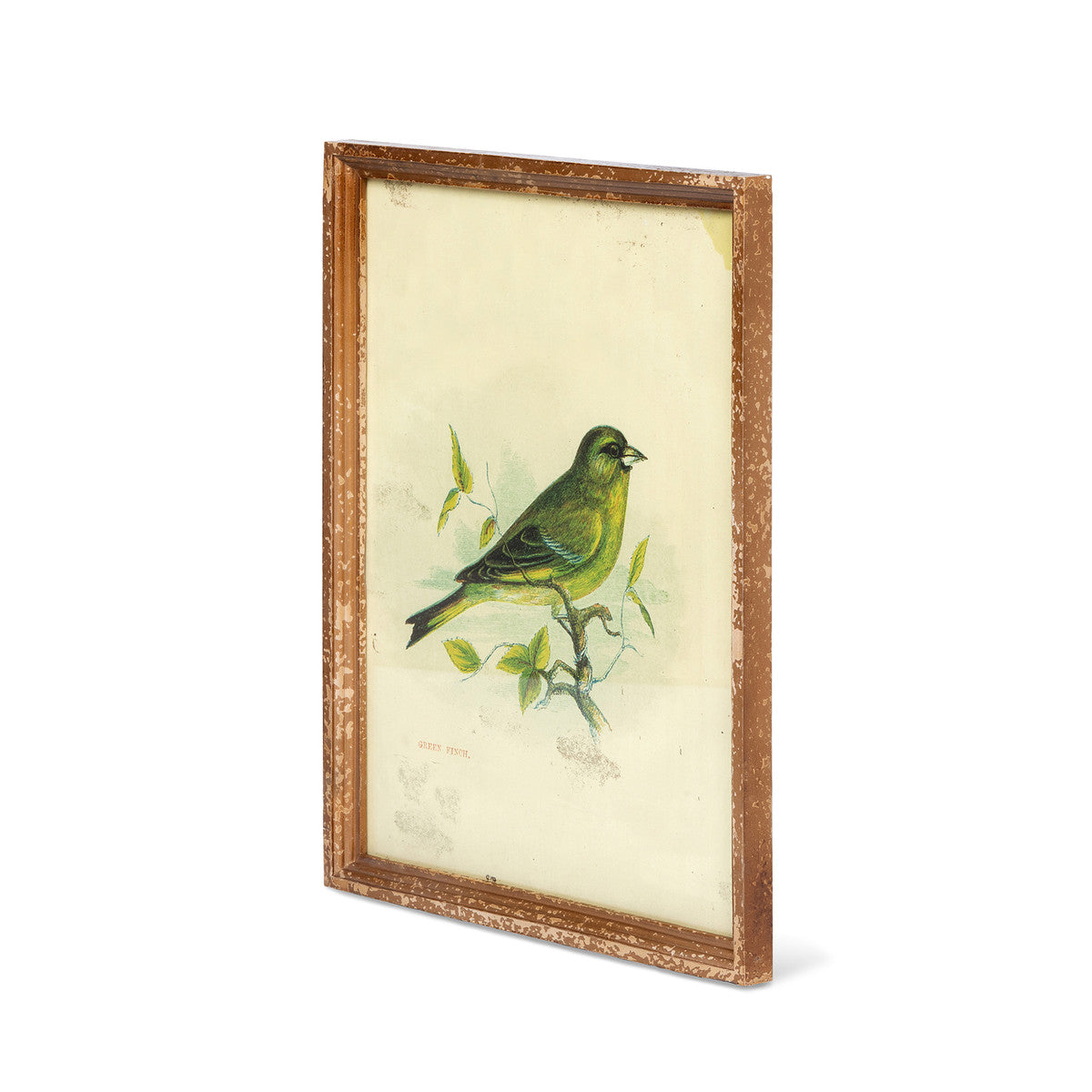 Vintage Bird Framed Prints - Set of 6