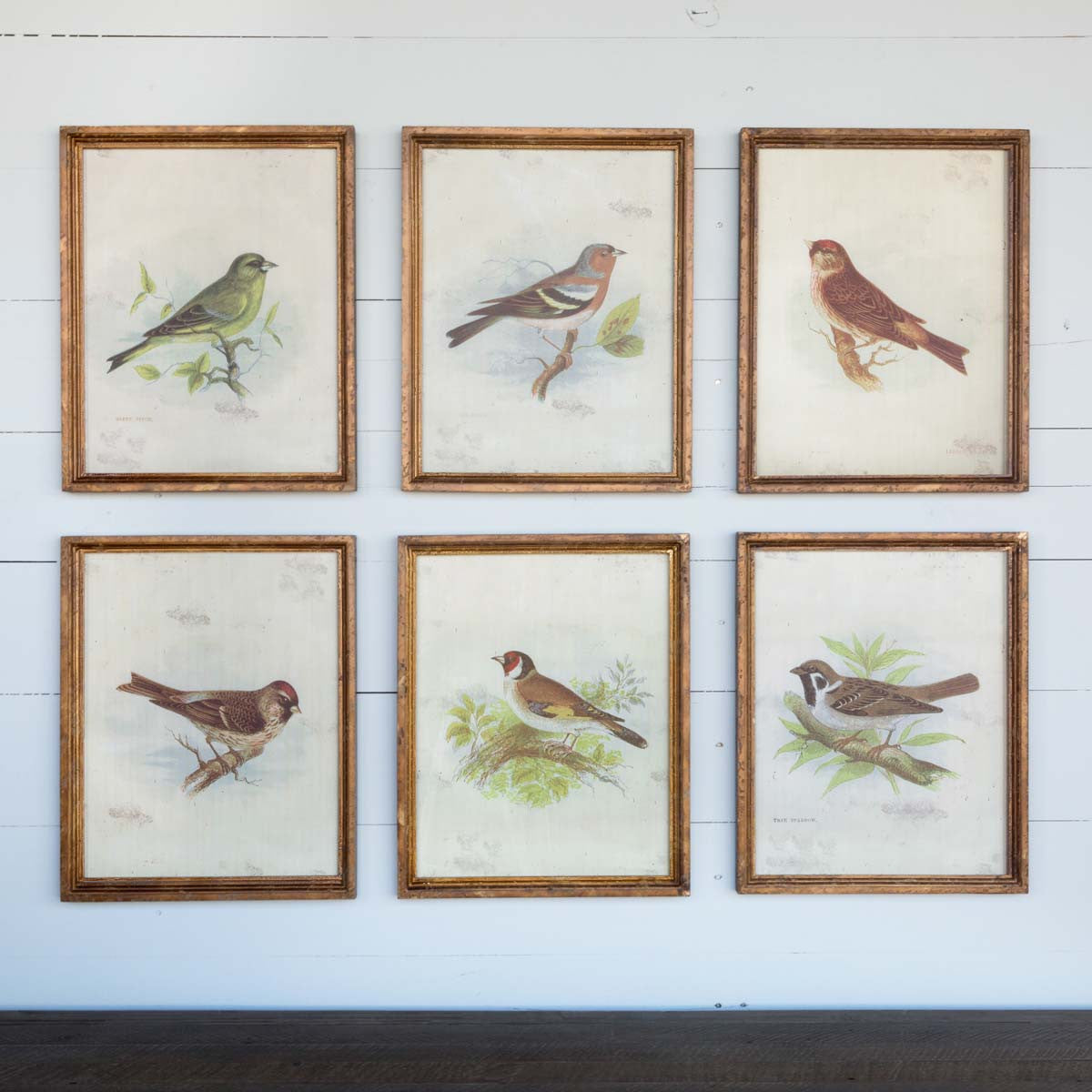 Vintage Bird Framed Prints - Set of 6