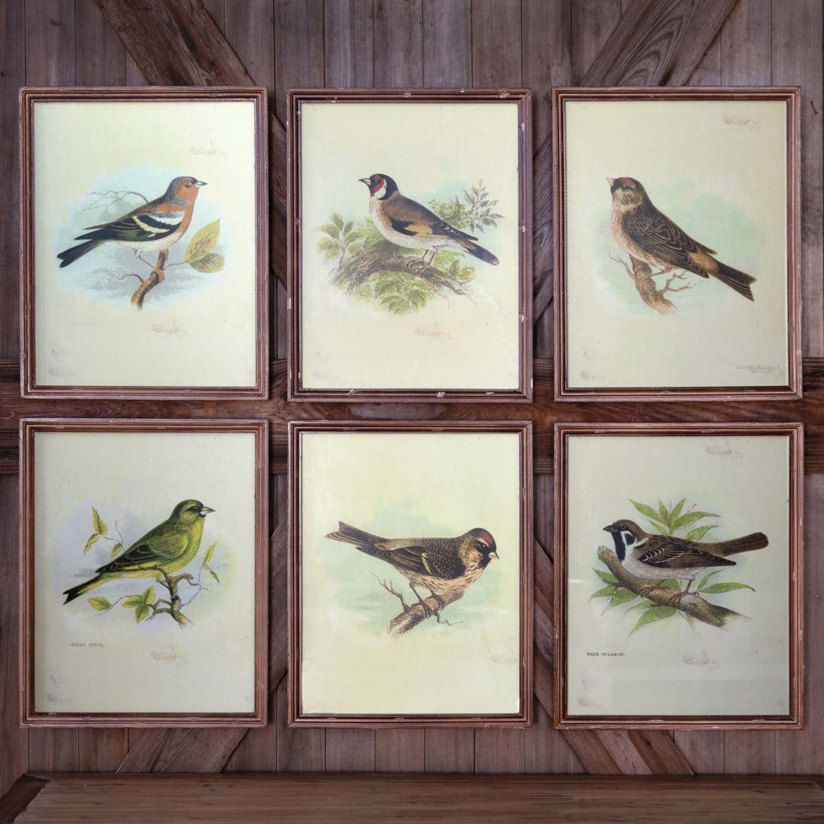 Vintage Bird Framed Prints - Set of 6