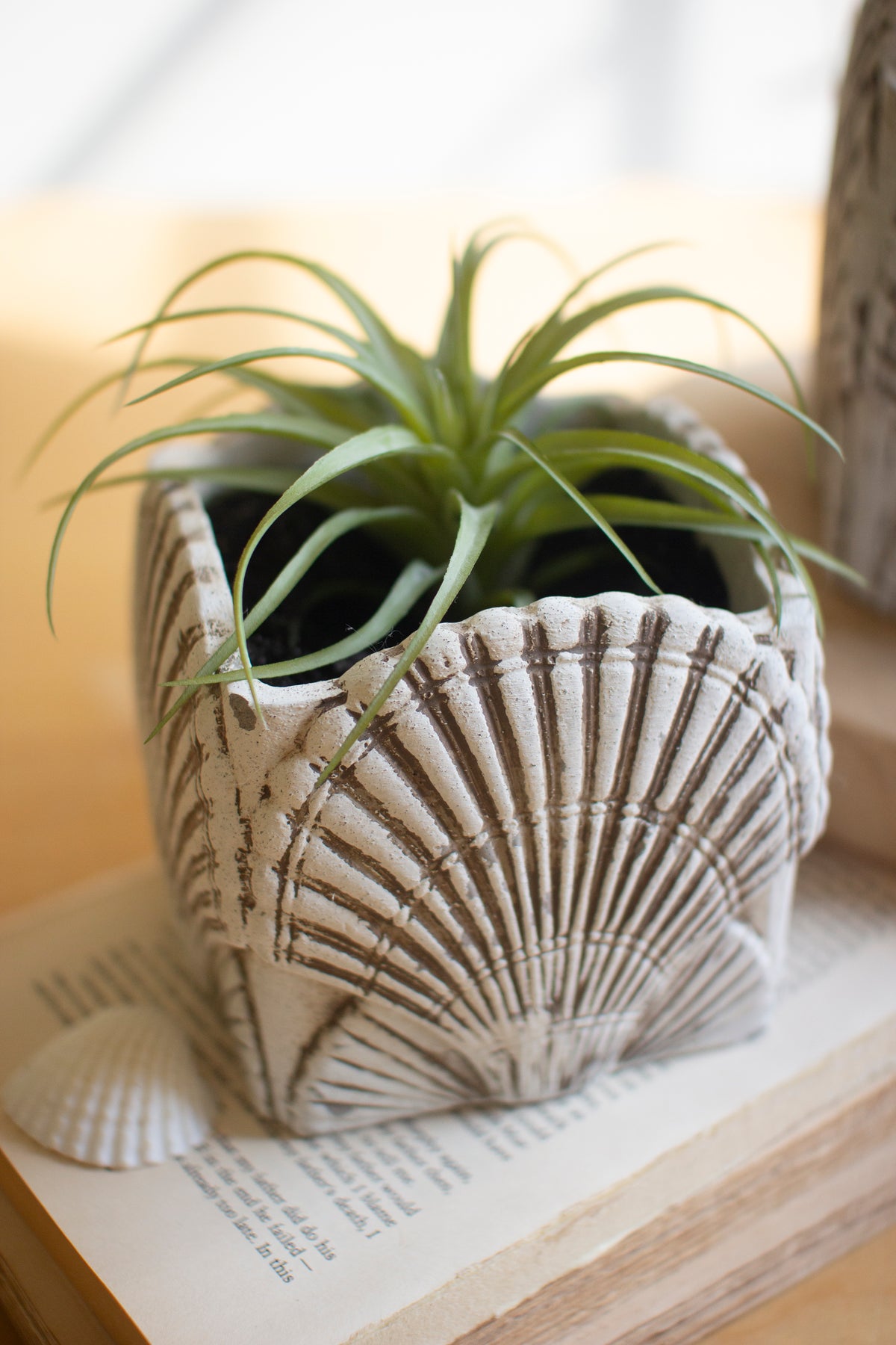 Set of Two Cement Shell Planters #1