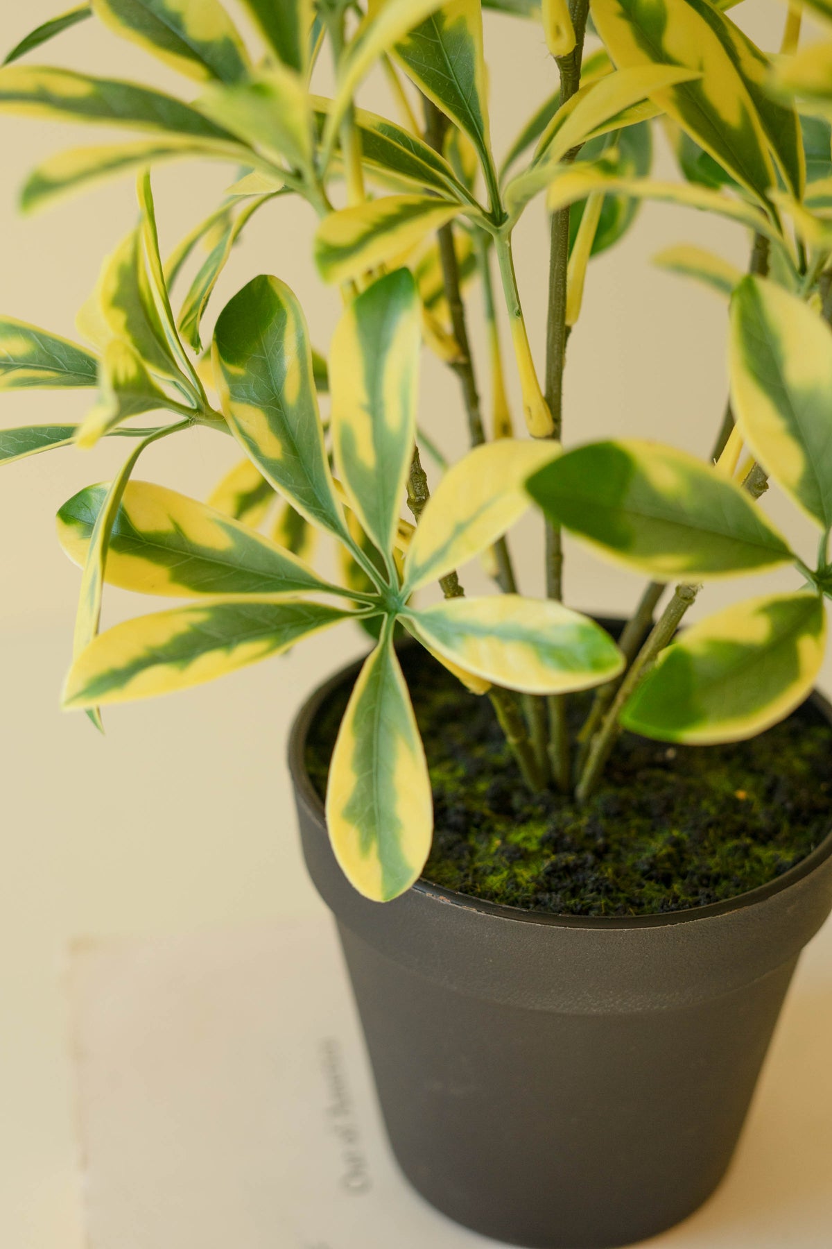 Artificial Schefflera in Black Plastic Pot - 15"