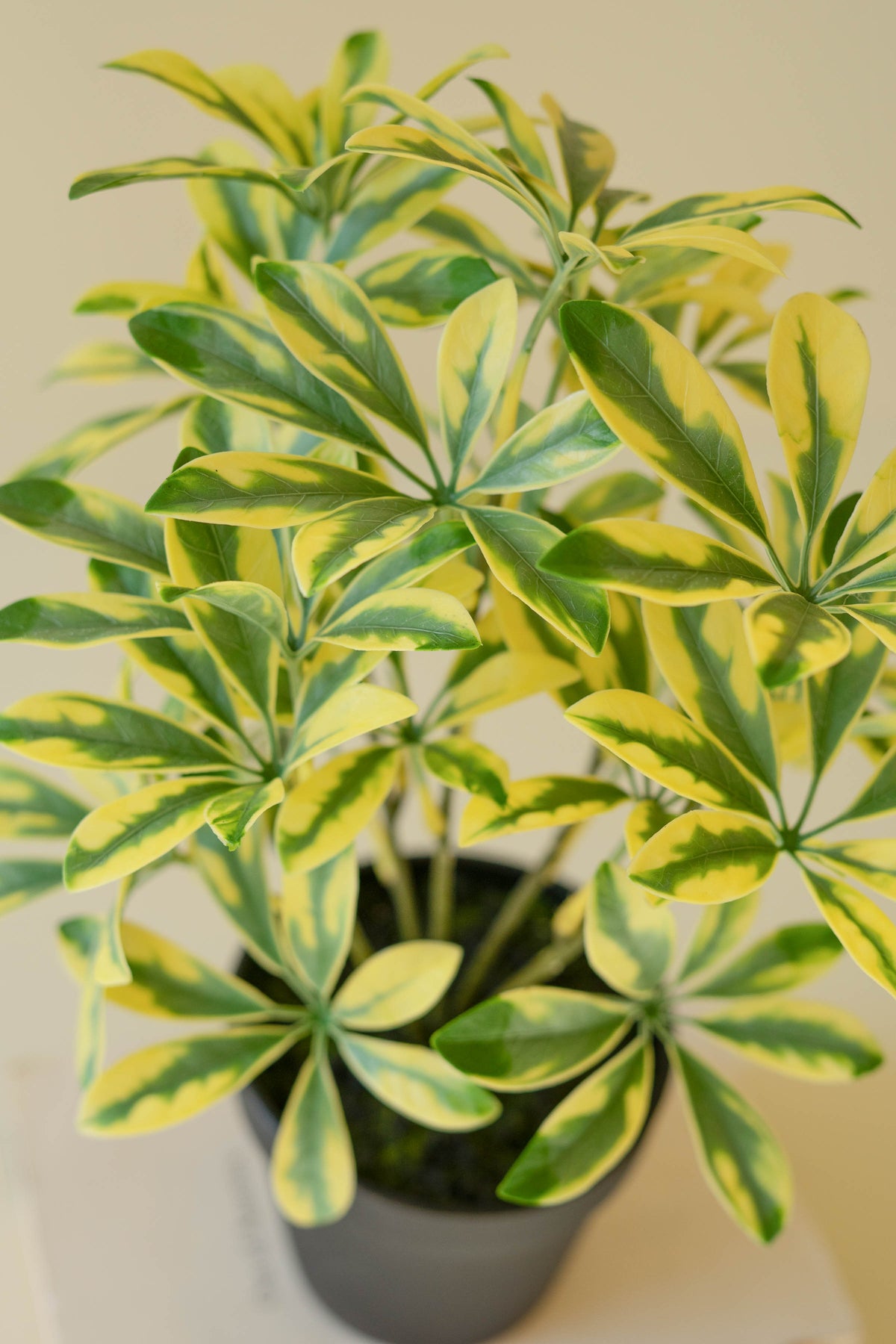 Artificial Schefflera in Black Plastic Pot - 15"