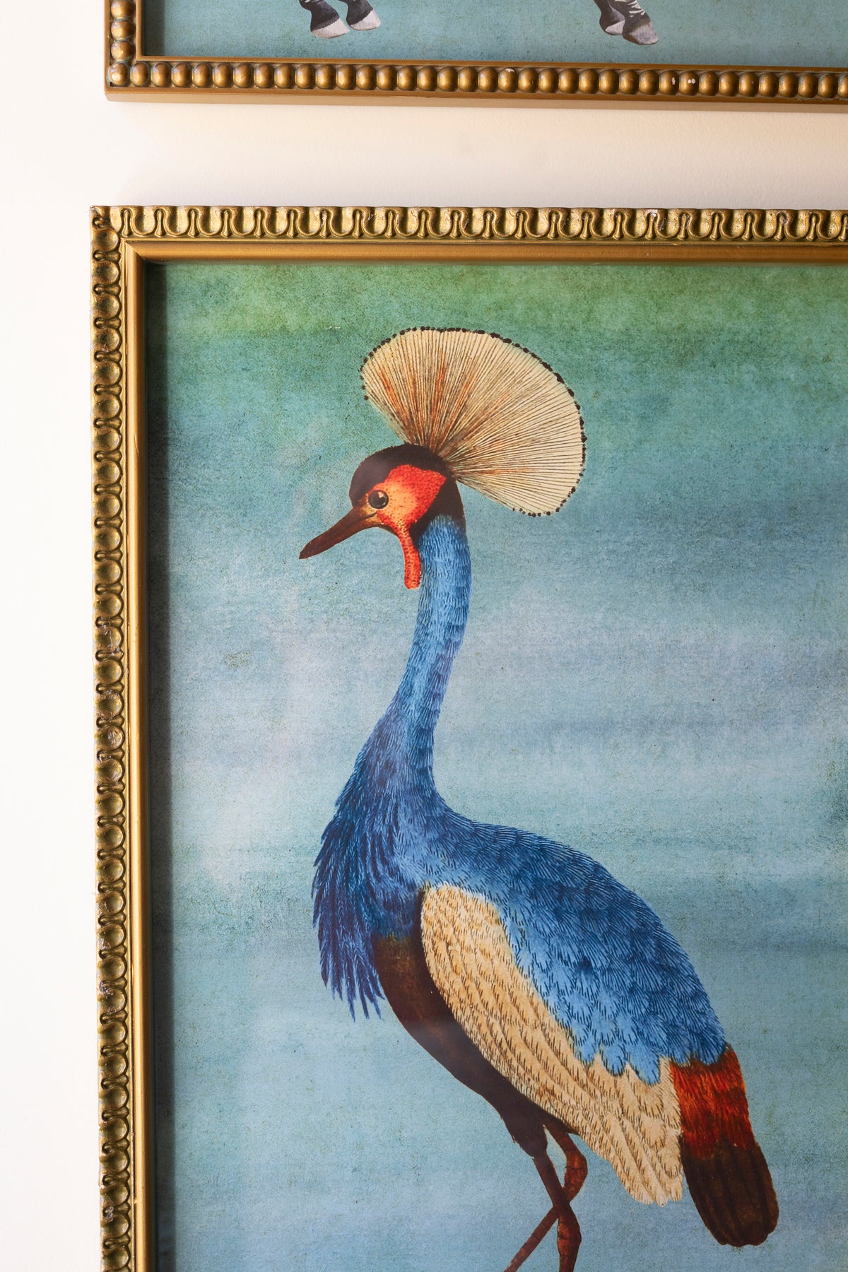 Set of Four Framed Birds and Animal Prints Under Glass